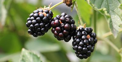 a black berry