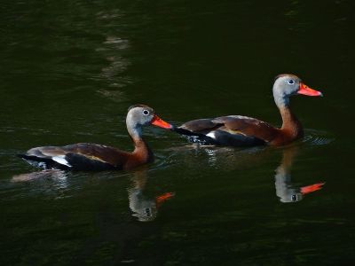 ducks on pond