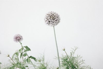 beautiful white dandelions