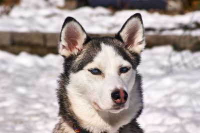 husky dog in snow