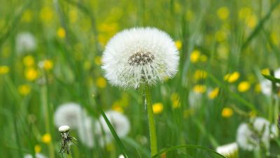 dandelion in seed with lawn