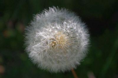 closeup image of a mature dandelion