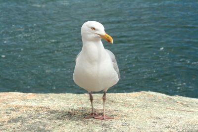 seagull on rock