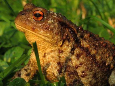 frog sitting in gras