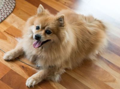 pomeranian dog on floor