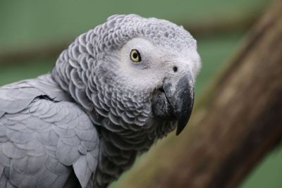 gray parrot