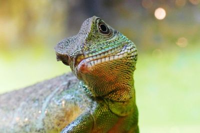 lizard tilting its head