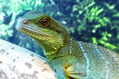 lizard on log