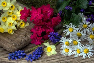 variety of beautiful flowers