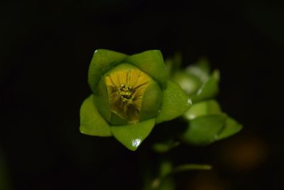 green blossoming flower