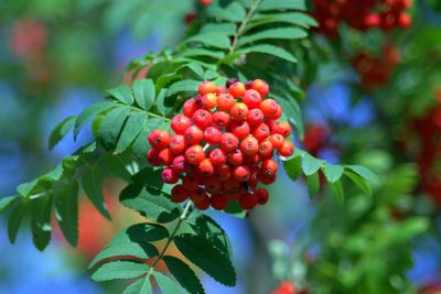 berries on a tree