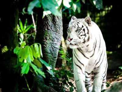 white tiger in jungle