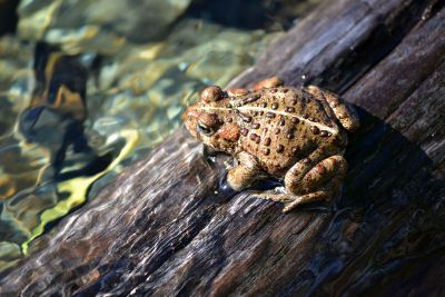 frog on log