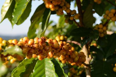 fruit tree