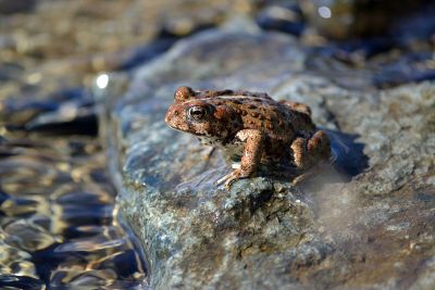 toad on a rock