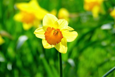 flower with others in background