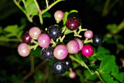 purple berries