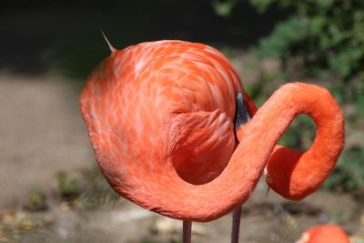 twisted flamingo