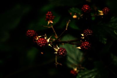 raspberries on vine