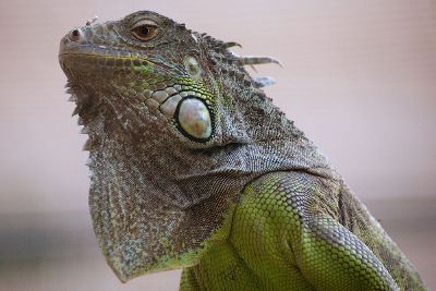 royal iguana