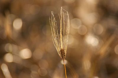 a wish upon a dandelion