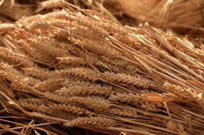 stacked wheat grain