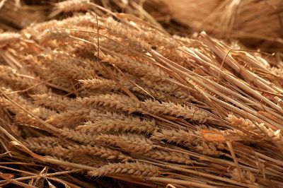 stacked wheat grain