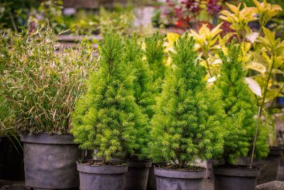 small trees in pots