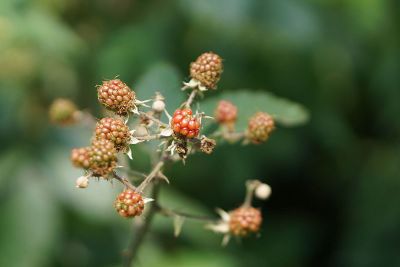 unripe blackberries