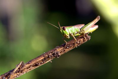 grasshopper on a stick