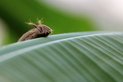 fuzzy bug on a leaf