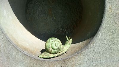 snail on the ledge