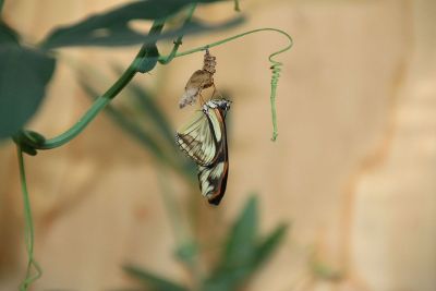 butterfly metamorphosis