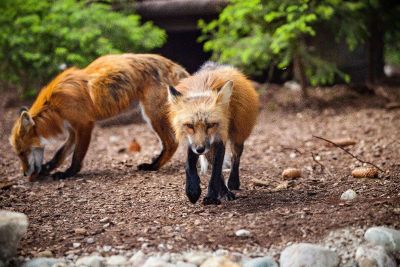 foxes in nature