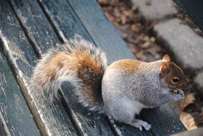 hungry squirrel