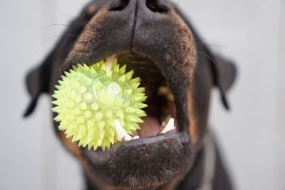 toy ball in dogs mouth
