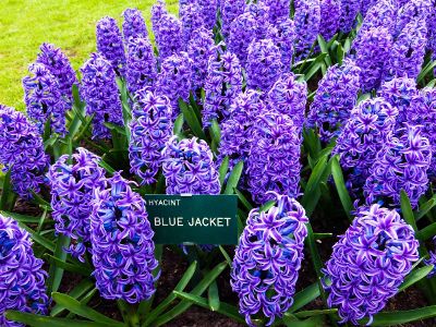 blue purple hyacinth flowers in garden