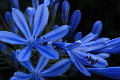 blue flowers