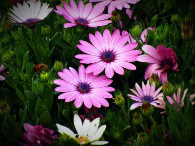 pink blooming flowers