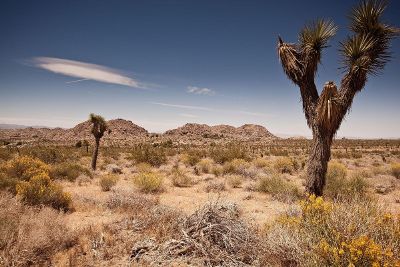 palms in the desert