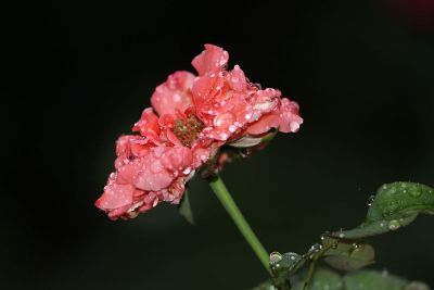 rain on red flower