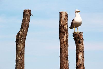 seagull on post