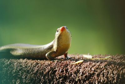 posing lizard