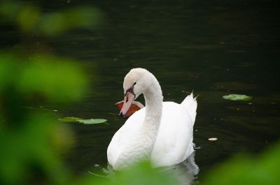 swan in pond