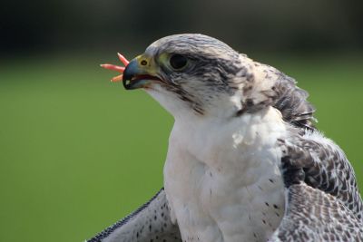 bird with food in beak