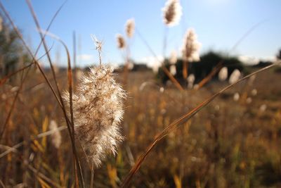 wild field