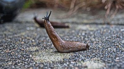 slug on the ground