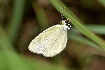 moth perched on stem