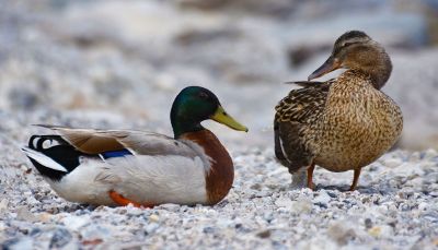 mallard ducks on stones