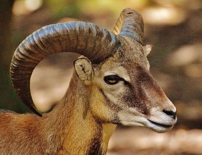 brown ram